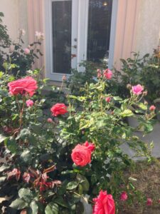 Creative Juices Rose Garden Entrance